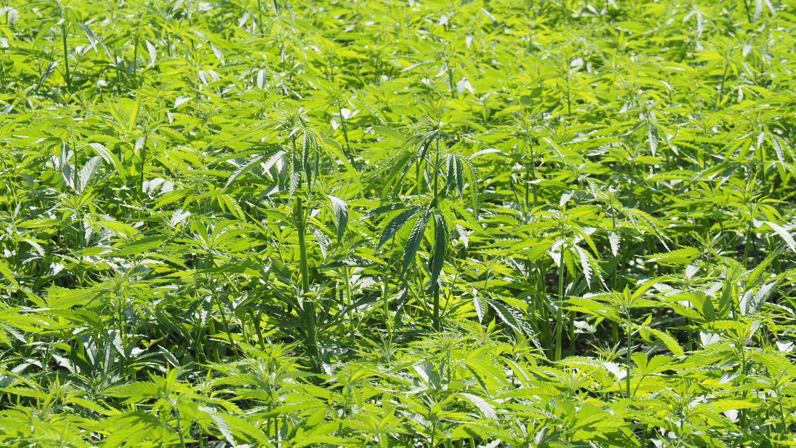 Waterschap Vallei en Veluwe start kleinschalige aanbesteding voor carbon credits